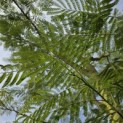 Albizia julibrissin - 1