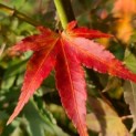 Acer palmatum - Foto 1