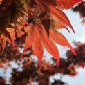 Acer palmatum 'Bloodgood' - 1