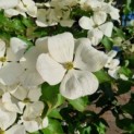 Cornus kousa 'Venus' - Afbeelding 5