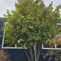 Camellia japonica - 2