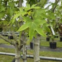 Liquidambar styraciflua 'Worplesdon' - 5
