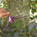 Fagus sylvatica 'Atropunicea' - Foto 3