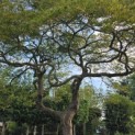 Acer palmatum 'Dissectum' - Foto 5