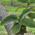 Parrotia persica 'Bella' - 2