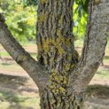 Liquidambar styraciflua - 6