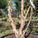 Betula nigra - 2