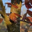 Fagus sylvatica 'Riversii' - 1