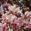 Magnolia 'Soulangeana' - 1