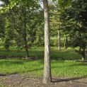 Ginkgo biloba - 1