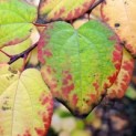 Cercidiphyllum japonicum - Foto 1