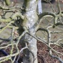 Fagus sylvatica - 1