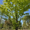 Fagus sylvatica 'Zlatia' - Foto 2