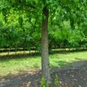 Liquidambar styraciflua - amberboom stam