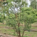 Acer griseum - Foto 6