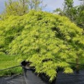 Acer palmatum 'Dissectum' - Foto 2