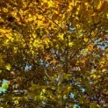 Fagus sylvatica Atropunicea - Afbeelding 1
