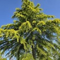 Cedrus deodara 'Aurea' - 1
