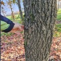Liquidambar styraciflua - 2