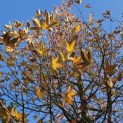 Liquidambar styraciflua - 1