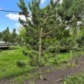 Pinus nigra Oregon Green - 4