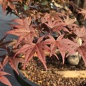 Acer palmatum 'Red Emperor' - 4