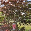 Acer palmatum 'Red Emperor' - 3