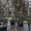 Acer palmatum 'Red Emperor' - 2