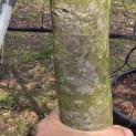 Ilex Nellie Stevens - Foto 6