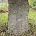 Fagus sylvatica - Foto 4