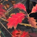 Quercus rubra - Foto 1