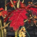 Quercus rubra - Foto 2