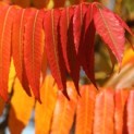 Rhus typhina - Foto 1
