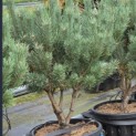 Pinus sylvestris 'Watereri' - Foto 1