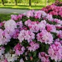 Rhododendron Yakushimanum 'Silberwolke' - Foto 5