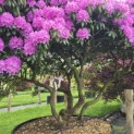 Rhododendron Roseum Elegans - 1