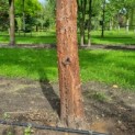 Acer griseum x nikoense - Foto 2