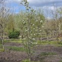 Pyrus c. 'Conference' - 4