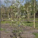 Pyrus c. 'Conference' - april 2026