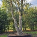 Quercus Suber - Foto 3