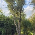 Quercus Suber - Foto 4