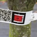 Prunus domestica 'President' - Foto 6