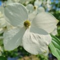 Cornus 'Norman Hadden' - bloemen