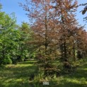 Fagus sylvatica 'Atropunicea' - Foto 1