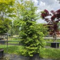 Tsuga canadensis - Foto 1