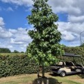 Liquidambar styraciflua - 1