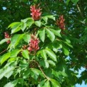 Aesculus pavia var. discolor - Afbeelding 1