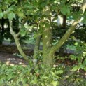 Carpinus betulus - 1