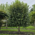 Tilia x europaea - 10