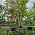 Parrotia persica - 5